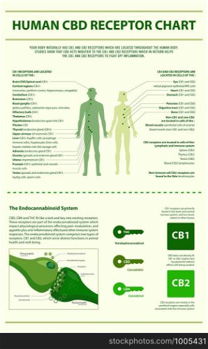 Human CBD Receptor Chart - Endocannabinoid System vertical infographic illustration about cannabis as herbal alternative medicine and chemical therapy, healthcare and medical science vector.