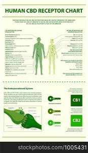 Human CBD Receptor Chart - Endocannabinoid System vertical infographic illustration about cannabis as herbal alternative medicine and chemical therapy, healthcare and medical science vector.