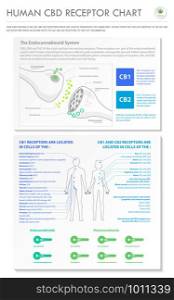 Human CBD Receptor Chart - Endocannabinoid vertical business infographic illustration about cannabis as herbal alternative medicine and chemical therapy, healthcare and medical science vector.