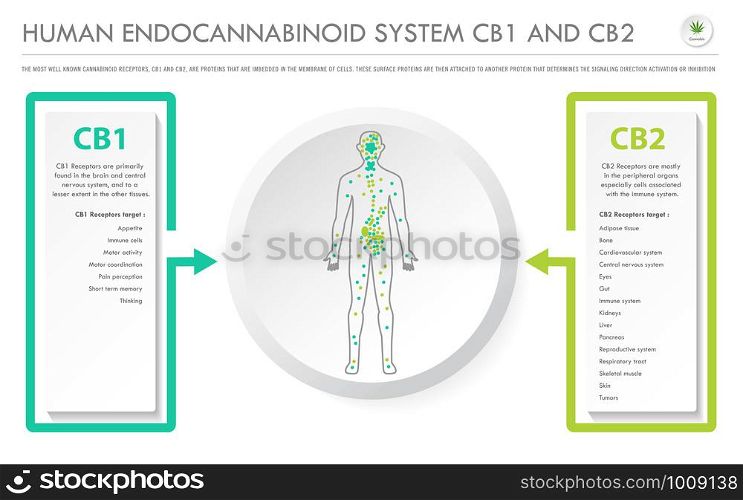 Human Endocannabinoid System CB1 and CB2 horizontal business infographic illustration about cannabis as herbal alternative medicine and chemical therapy, healthcare and medical science vector.