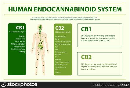 Human Endocannabinoid System - Endocannabinoid System horizontal infographic illustration about cannabis as herbal alternative medicine and chemical therapy, healthcare and medical science vector.