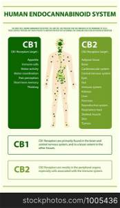 Human Endocannabinoid System - Endocannabinoid System vertical infographic illustration about cannabis as herbal alternative medicine and chemical therapy, healthcare and medical science vector.