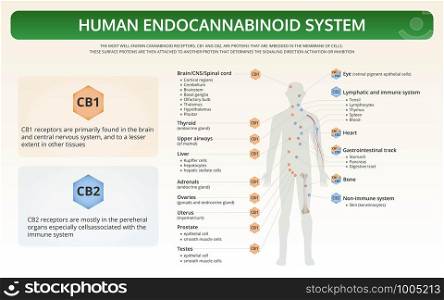Human Endocannabinoid System horizontal textbook infographic illustration about cannabis as herbal alternative medicine and chemical therapy, healthcare and medical science vector.