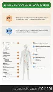 Human Endocannabinoid System vertical textbook infographic illustration about cannabis as herbal alternative medicine and chemical therapy, healthcare and medical science vector.