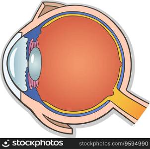 Human eye cross section vector image