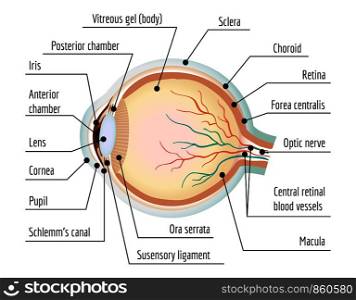 Human eye section infographic. Cartoon of human eye section vector infographic for web design. Human eye section infographic, cartoon style
