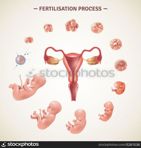 Human Fertilization Process Poster. Colored poster with scheme of human fertilization process and embryo development in realistic style vector illustration