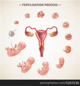 Human Fertilization Process Poster. Colored poster with scheme of human fertilization process and embryo development in realistic style vector illustration