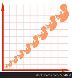 Human Fetus Growth Chart Isolated on White Background. Human Fetus Growth Chart