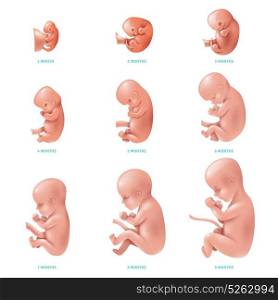 Human Fetus Inside Icon Set. Colored and isolated human fetus inside set development of pregnancy week by week vector illustration