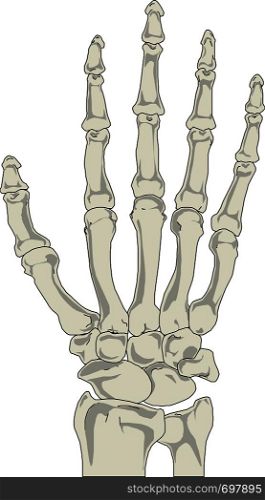 Human hand bones anatomy vector illustration eps 10. Human hand bones anatomy vector illustration