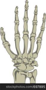 Human hand bones anatomy vector illustration eps 10. Human hand bones anatomy vector illustration