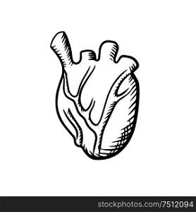 Human heart anatomy icon with detailed arteries and veins isolated on white background. For cardiology or healthcare themes design, sketch style. Human heart in sketch style