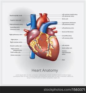 Human Heart Anatomy Vector Illustration