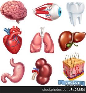 Human heart, brain, eye, tooth, lungs, liver, stomach, kidney, skin. Medicine, internal organs. 3d vector icon set