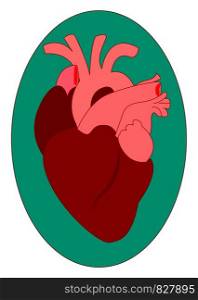 Human heart, illustration, vector on white background.