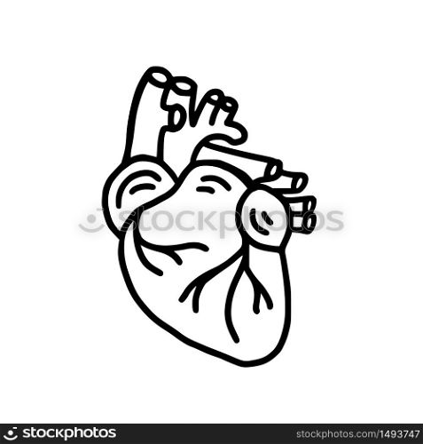 Human heart organ hand drawn doodle icon. Anatomical heart shape. Human internal organ. Vector illustration isolated on white background. Graphic print design for poster, card, banner, shirt, tee. Human heart organ hand drawn doodle icon. Anatomical heart shape. Vector illustration