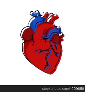 human heart organ illustration with offset contour, vector. human heart organ illustration with offset contour