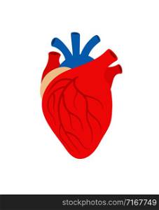 Human heart organ isolated on white background. Vector heart organ, human medical health illustration. Human heart organ isolated on white background