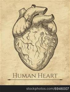 Human heart retro sketch. Human heart sketch. Anatomical heart organ etching drawing, medical retro anatomic cardiac muscle engraving vector illustration