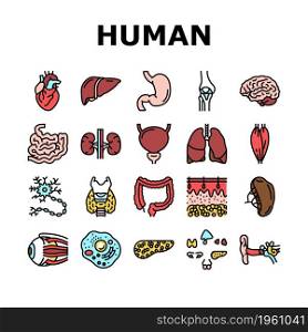 Human Internal Organ Anatomy Icons Set Vector. Stomach And Liver, Heart And Lung, Intestine And Gland, Muscle And Skin People Organ Line. Healthcare And Medicine Color Illustrations. Human Internal Organ Anatomy Icons Set Vector