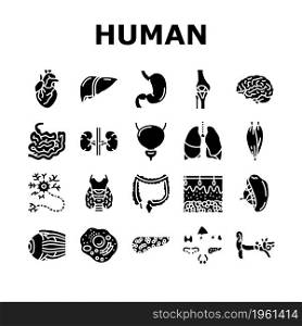 Human Internal Organ Anatomy Icons Set Vector. Stomach And Liver, Heart And Lung, Intestine And Gland, Muscle And Skin People Organ Line. Healthcare And Medicine Glyph Pictograms Black Illustrations. Human Internal Organ Anatomy Icons Set Vector