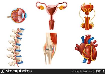 Human Internal Organs and Body Parts. Vertebral Column, Eyeball, Heart, Female and Male Reproductive System, Knee Joint Anatomy Isolated on White Background. Realistic Vector Illustration, Clip art.. Human Internal Organs and Body Parts Isolated