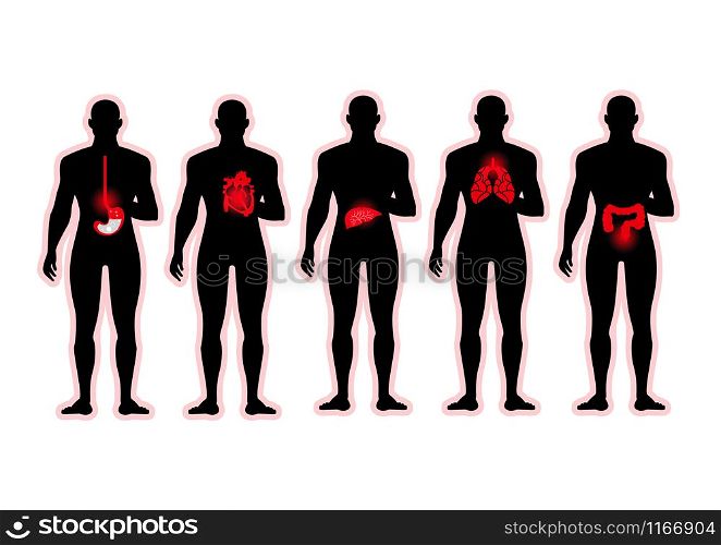 human internal organs in male body