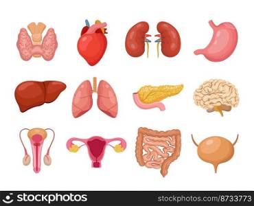 Human internal organs. Isolated anatomy organ of people. Cartoon medicine body elements. Thyroid lungs and heart, male female reproductive system, vector of internal anatomy human illustration. Human internal organs. Isolated anatomy organ of people. Cartoon medicine body elements. Thyroid lungs and heart, male female reproductive system, neoteric vector