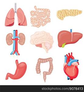 Human Internal Organs Isolated on White. Vector Illustration. Set with Heart Intestines Kidneys Stomach Lungs Brain Liver Pancreas.