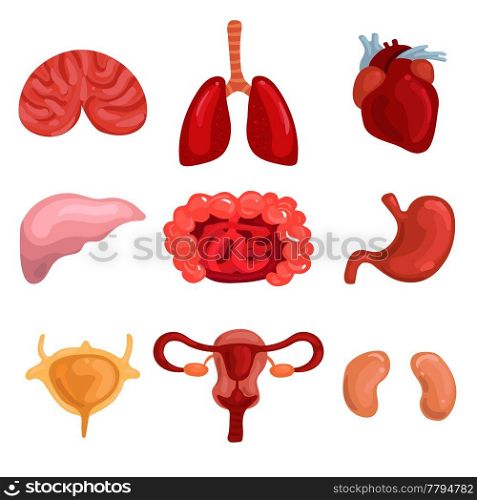 Human internal organs set with lungs brain liver uterus intestine stomack heart kidney isolated vector illustration  . Human Internal Organs Set