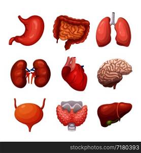 Human internal organs. Stomach and lungs, kidneys and heart, brain and liver. Body parts vector anatomy set. Illustration health organ collection for system. Human internal organs. Stomach and lungs, kidneys and heart, brain and liver. Body parts vector anatomy set