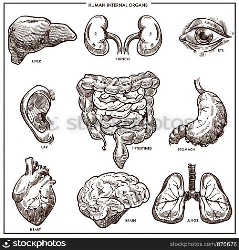 Human internal organs vector sketch of liver, kidney and eye or ear and intestines, stomach or heart and brain with lugs for medical anatomy design. Human internal organs vector sketch