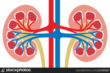 Human kidney medicine anatomy