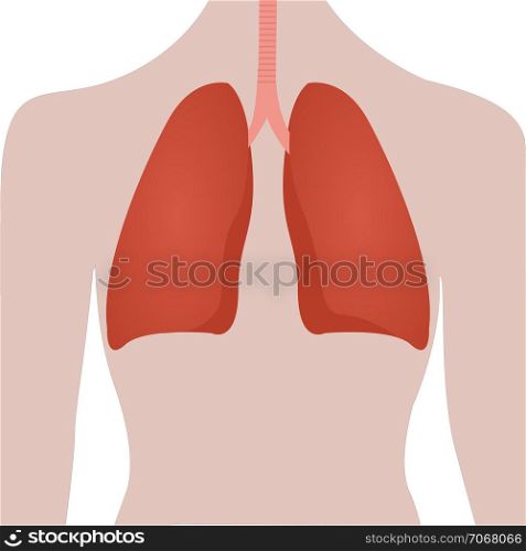 Human lungs location in body vector illustration on a white background