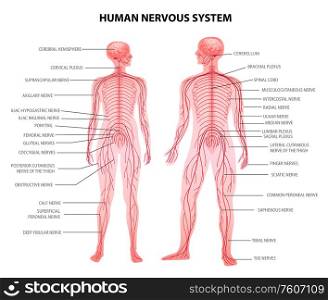 Human male female body central and peripheral nervous system realistic physiology educative chart anatomical terminology vector illustration