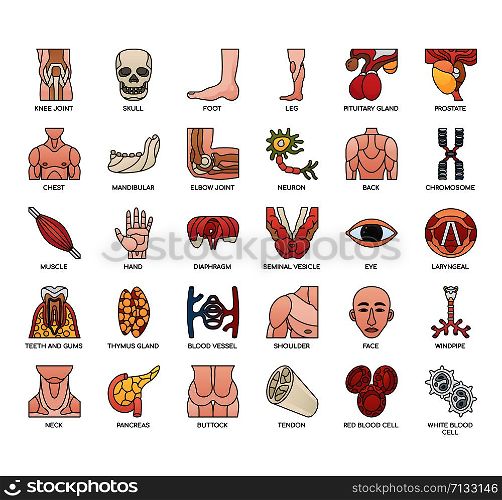 Human Organ , Thin Line and Pixel Perfect Icons