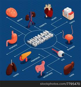 Human organs anatomy isometric flowchart with pancreas stomach liver heart eye tooth lungs brain kidneys vector illustration . Human Organs Isometric Flowchart