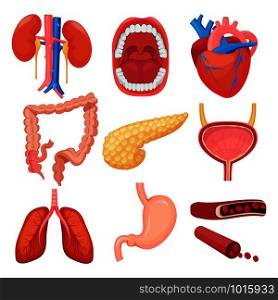 Human organs collection. Brain liver lung stomach muscle vector medical anatomy illustrations. Heart and liver, human anatomy, kidney and lungs. Human organs collection. Brain liver lung stomach muscle vector medical anatomy illustrations