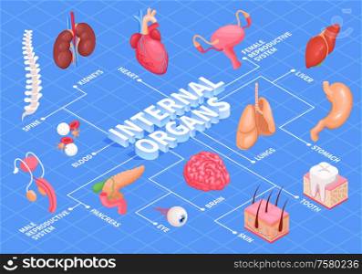 Human organs flowchart with heart liver and kidneys isometric vector illustration