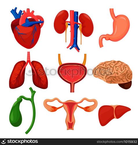 Human organs. Heart kidneys lungs liver stomach anathomy cartoon vector pictures collection. Anatomy human, stomach and liver, heart and kidney illustration. Human organs. Heart kidneys lungs liver stomach anathomy cartoon vector pictures collection