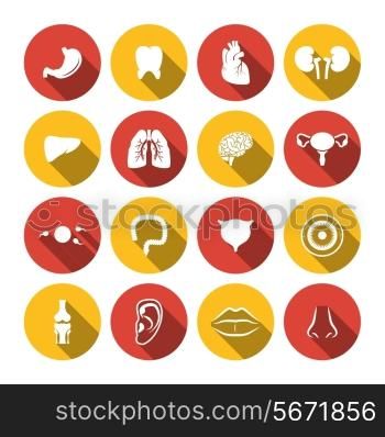 Human organs icons set of heart kidney isolated vector illustration