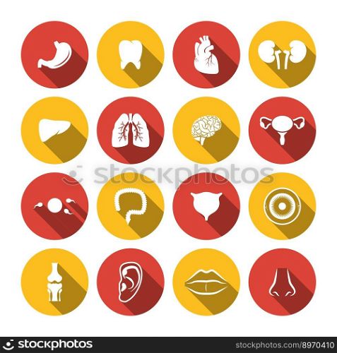 Human organs icons vector image