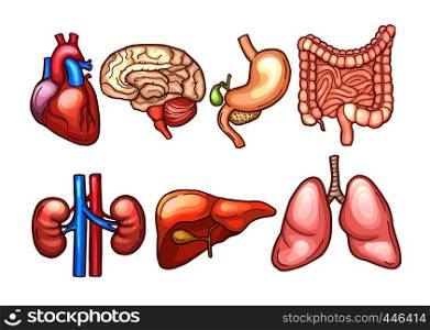Human organs in cartoon style. Biology illustrations human, organ stomach and heart, liver and brain vector. Human organs in cartoon style. Biology illustrations