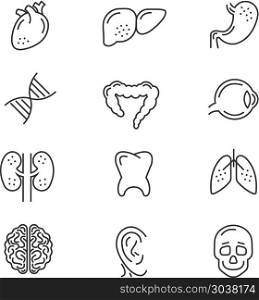 Human organs line icons. Human organs line icons. Human internal organs detailed thin line vector signs