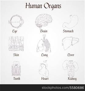 Human organs outline icons set of kidney heart tooth liver lung isolated vector illustration