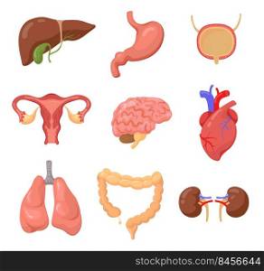 Human organs set, Liver, stomach, brain, uterus, heart, lungs, bowel, kidneys isolated on white. Vector illustration for body, anatomy, education concept