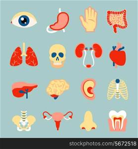 Human organs set of eye tooth lungs brain isolated vector illustration