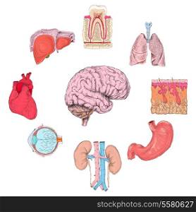 Human organs set of lungs heart brain kidney hand drawn isolated vector illustration