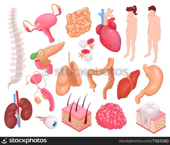 Human organs set with heart lungs and stomach isometric isolated vector illustration